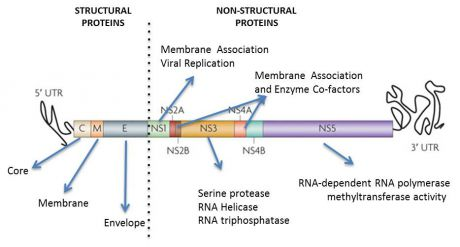 Dengue Virus Genome